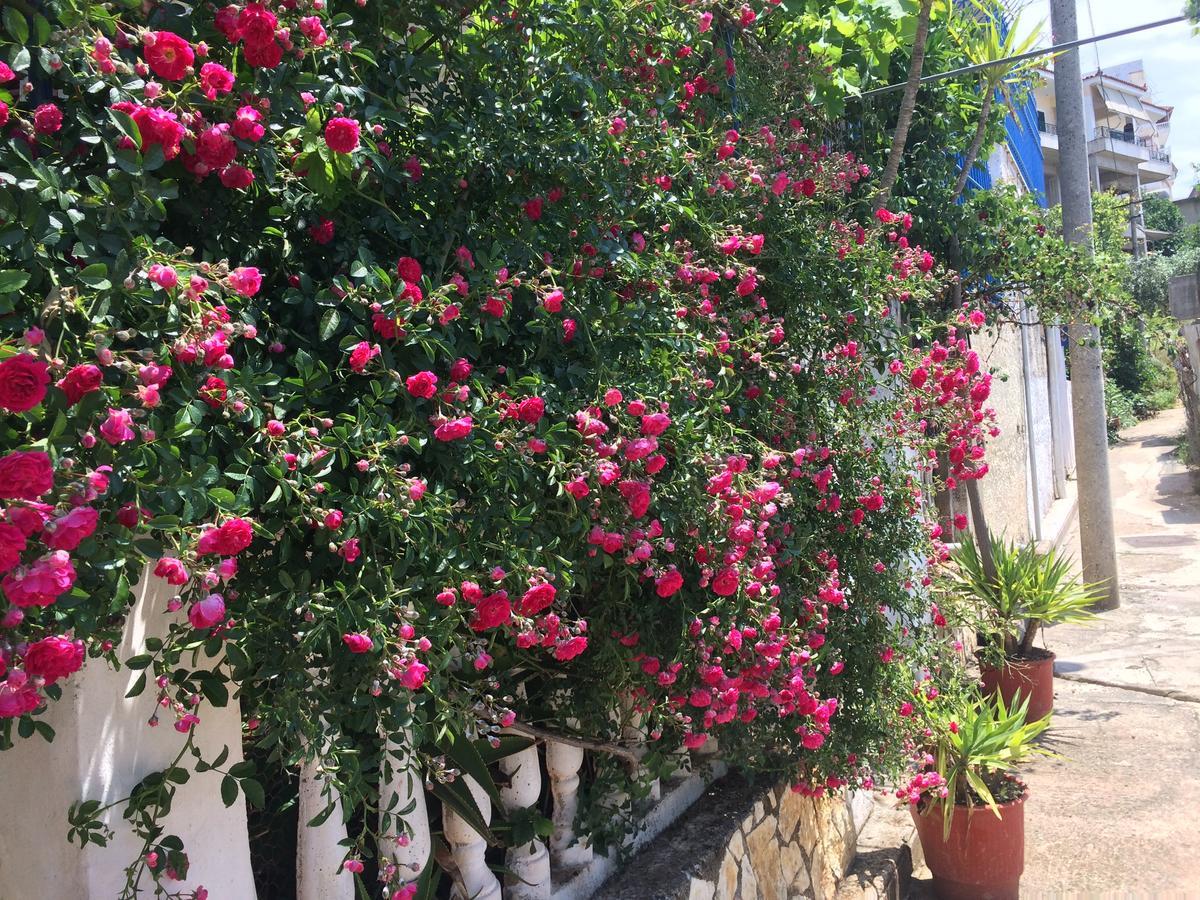 Hotel Gjika Σαράντα Εξωτερικό φωτογραφία